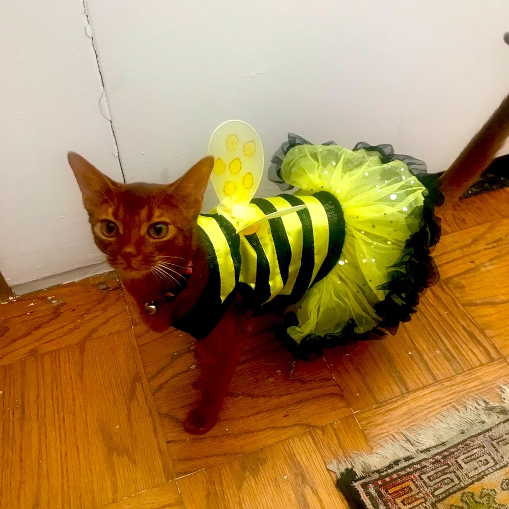 Little Cat Bumblebee Costume with Wings